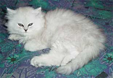 perská kočka.jpg